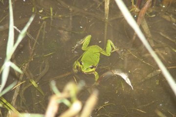 Rosnika zelen (Hyla arborea), PR Koutsk a Zbesk louky, 6. 6. 2004