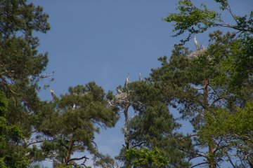 PR Hranenk, volavka popelav (Ardea cinerea), 7. 6. 2004