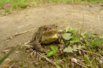 Ropucha obecn (Bufo bufo), PR Zbesk a Koutsk louky, 20. 4. 2004