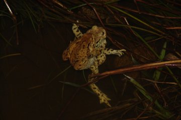 Ropucha obecn (Bufo bufo), Ryovit, 20. 4. 2004