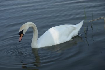 Labu velk (Cygnus olor), Chropyn, 22. 4. 2004