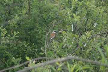 uhk obecn (Lanius collurio), Ryovit, 17. 6. 2004