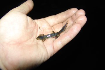 olek horsk (Mesotriton alpestris), Koz vrch u Lotic, 21. 4. 2011