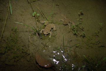 Kuka obecn (Bombina bombina), Libav, 2. 7. 2005