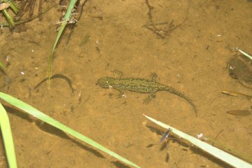 olek horsk (Mesotriton alpestris), Kianovice, 17. 6. 2004