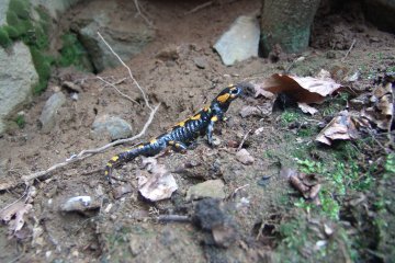 Mlok skvrnit (Salamandra salamandra), PR Valach, 25. 4. 2004