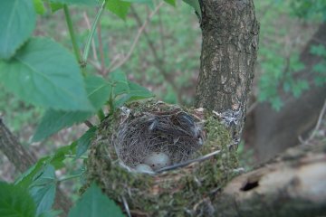 Pnkava obecn (Fringilla coelebs), Zmeek u Krome, 27. 4. 2004