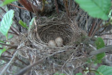 Pnice ernohlav (Sylvia atricapilla), Chropyn, 27. 4. 2004