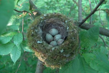 Pnkava obecn (Fringilla coelebs), Krom, 28. 4. 2004