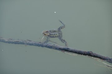 Ropucha obecn (Bufo bufo), EVL Niva Ole-Vovice, 1. 4. 2010