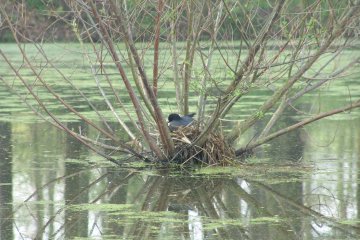 Lyska obecn (Fulica atra), PR Hvozdnice, 1. 5. 2004