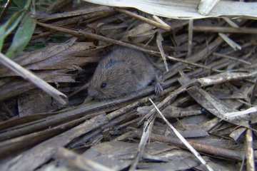 Hrabo poln (Microtus arvalis), PP Heraltick potok, 20. 8. 2005