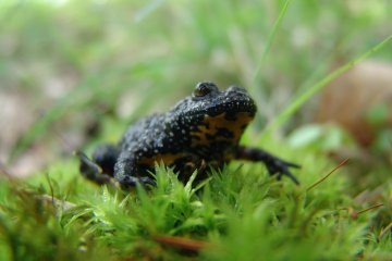 Kuka obecn x lutobich (Bombina bombina x variegata), PR Hvozdnice, 1. 5. 2004