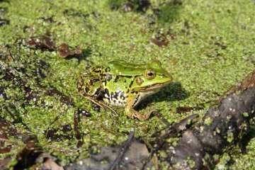 Skokan zelen (Pelophylax esculentus), PR Hvozdnice, 1. 5. 2004