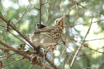 Drozd zpvn (Turdus philomelos), Krom, 2. 5. 2004