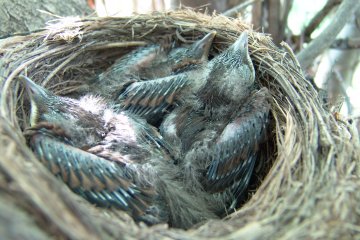 Kos ern (Turdus merula), Krom, 2. 5. 2004