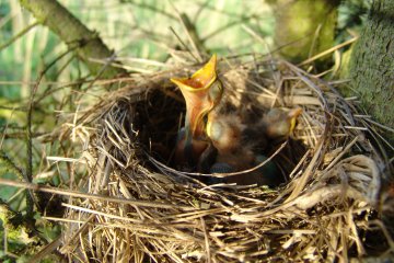 Kos ern (Turdus merula), Z, 3. 5. 2004