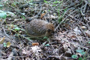 Jeek zpadn (Erinaceus europaeus), Z, 4. 9. 2005