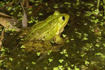 Skokan skehotav (Pelophylax ridibundus), PR Hvozdnice, 30. 6. 2004