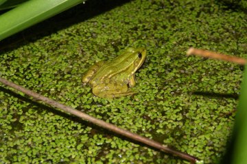 Skokan krtkonoh (Pelophylax lessonae), PR Hvozdnice, 30. 6. 2004