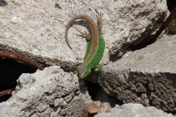 Jetrka obecn (Lacerta agilis), Z, 8. 5. 2004